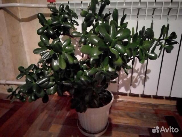 Цветы домашние в горшках