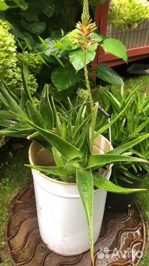 Алоэ Дэлета (цветущее)