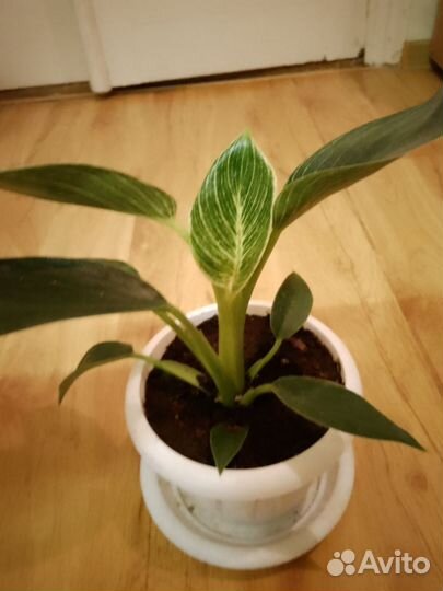 Филодендрон биркина