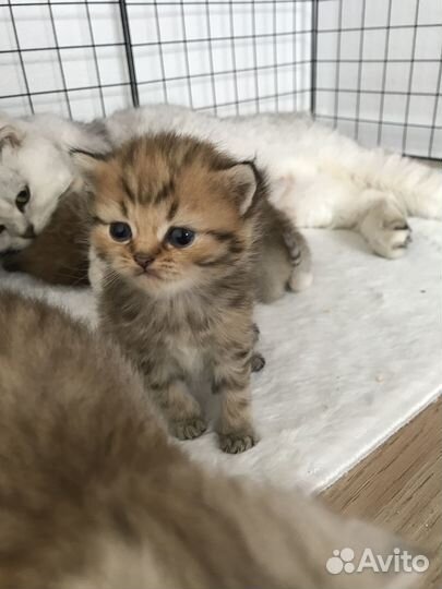 Котята шиншилловые