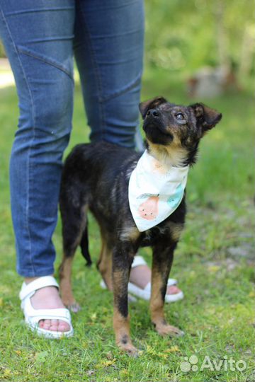 Щенок в добрые руки бесплатно маленький