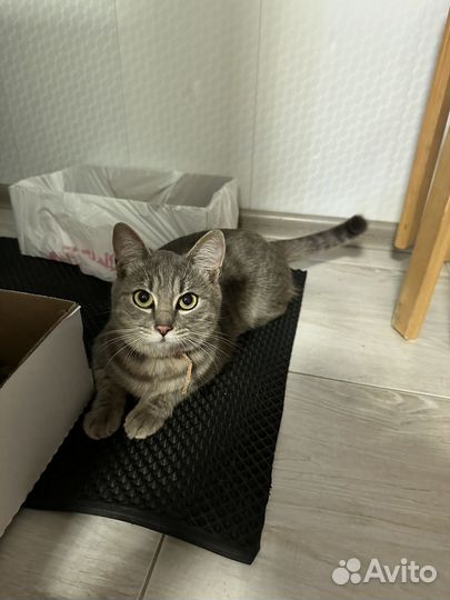 Отдам кота в добрые руки