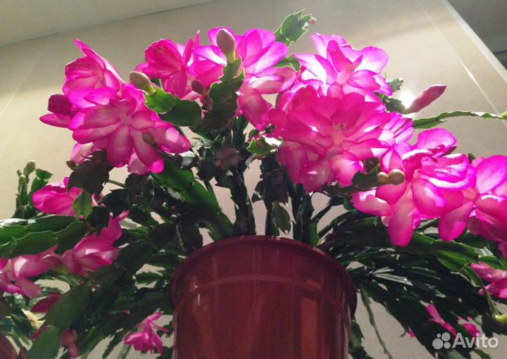 Декабристы и пасхальники