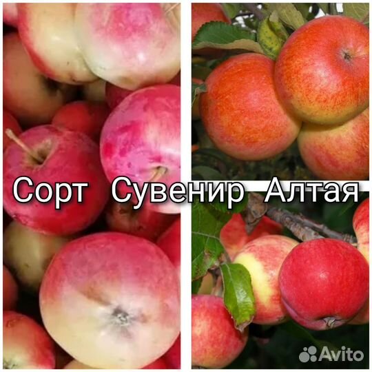 Саженцы яблони окс и зкс