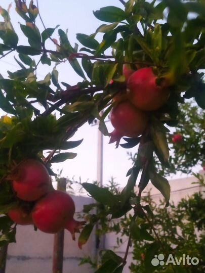 Гранат розовый