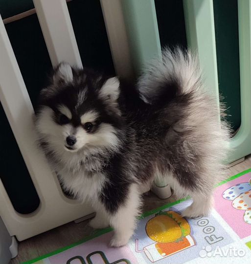 Фенди помски f2