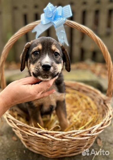 Щенок собака в добрые руки бесплатно метис