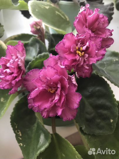 Цветы фиалки