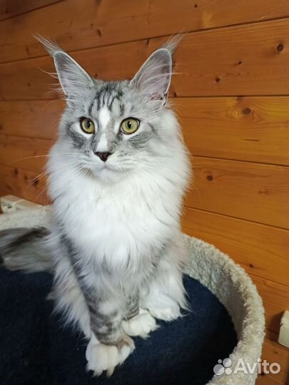 Чистокровный Котик мейн-кун полидакт