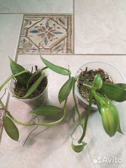 Орхидеи разные,больше растений в профиле
