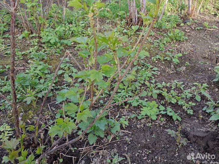 Молодые кустики красной и черной смородины