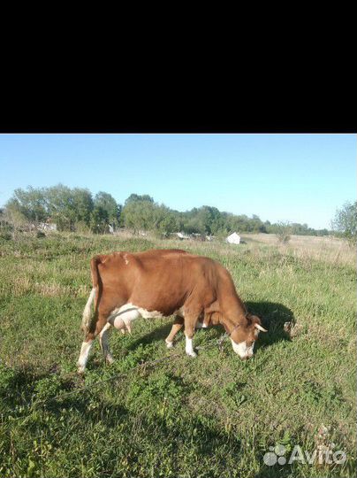 Дойная корова