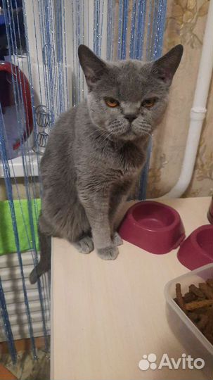 Британская