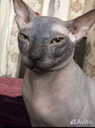 Донской сфинкс Тайсон