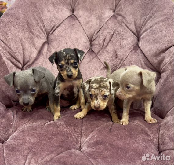 Тойчики на любой вкус