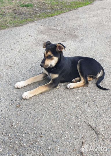 Собаки бесплатно в добрые руки