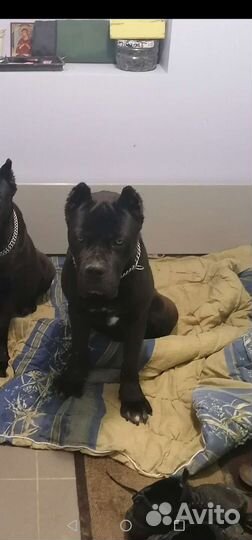 Щенки кане корсо