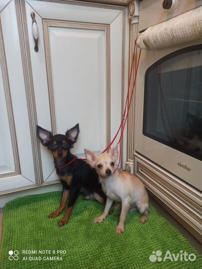 Собаки щенки