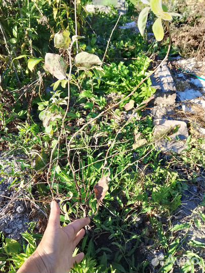 Саженцы ореховых, косточковых, рассада ягодников