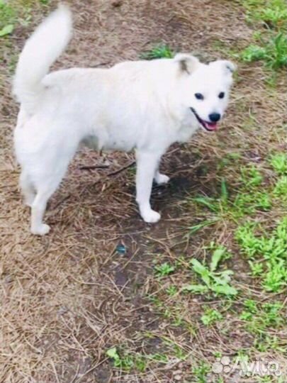 Собачка добрые руки