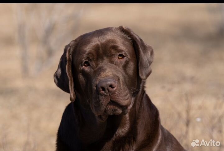 Щенки лабрадора