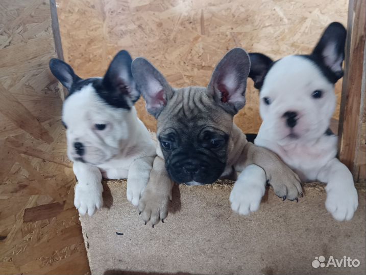 Французский бульдог мини щеночки