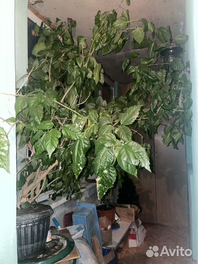 Домашние цветы, китайская роза