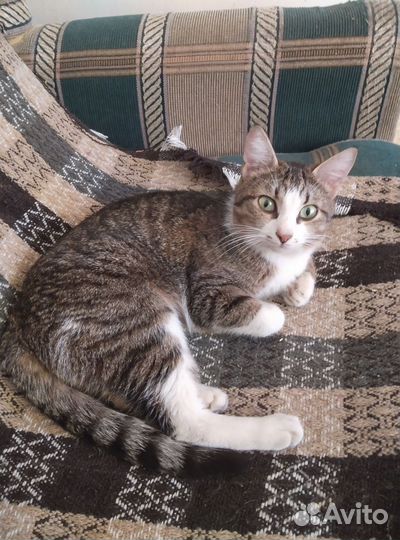 Кошка в дар