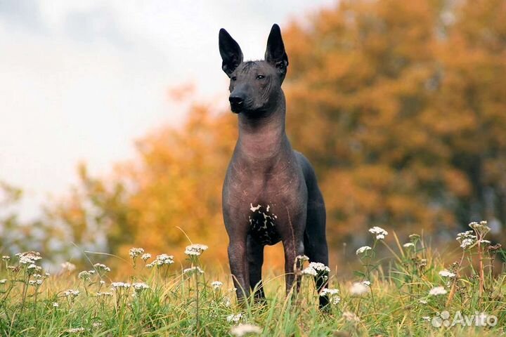Щенки ксолоитцкуинтли стандарт