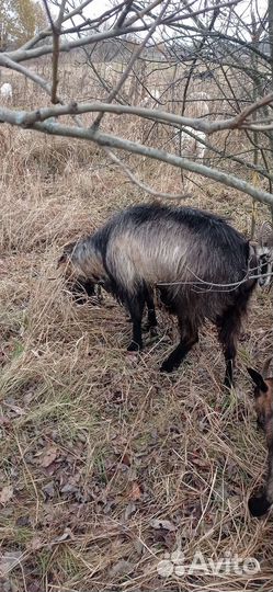 Козлы на племя