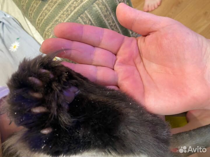 Вязка кошки мейн-кун