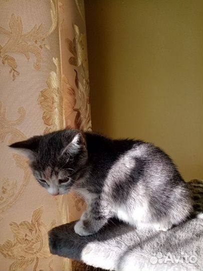 Котята с Доставкой