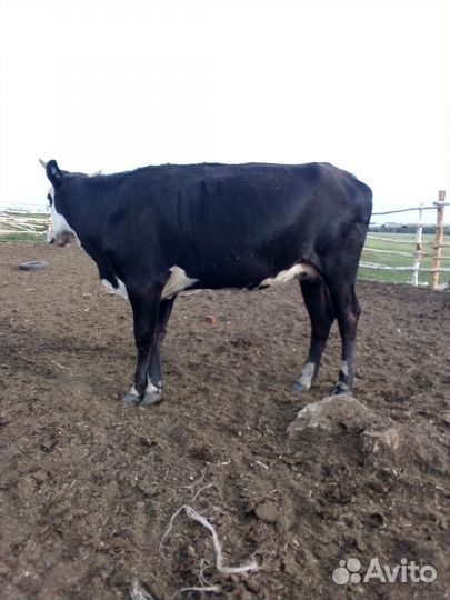 Продается телка