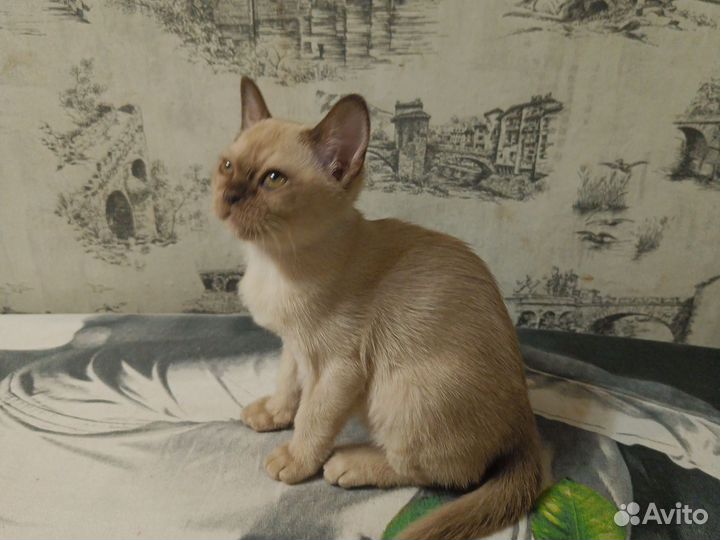 Бурманская кошечка