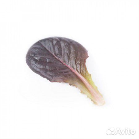 Семена Салата 