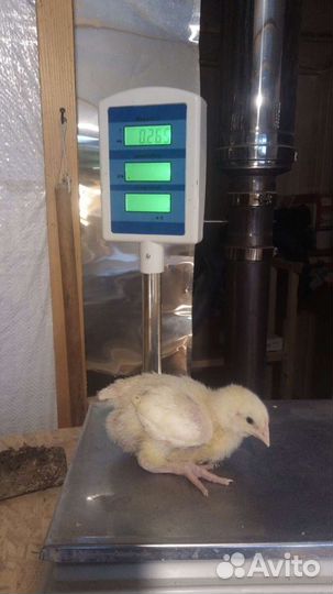 Цыплята бройлеры