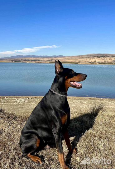 Бронь щенков добермана