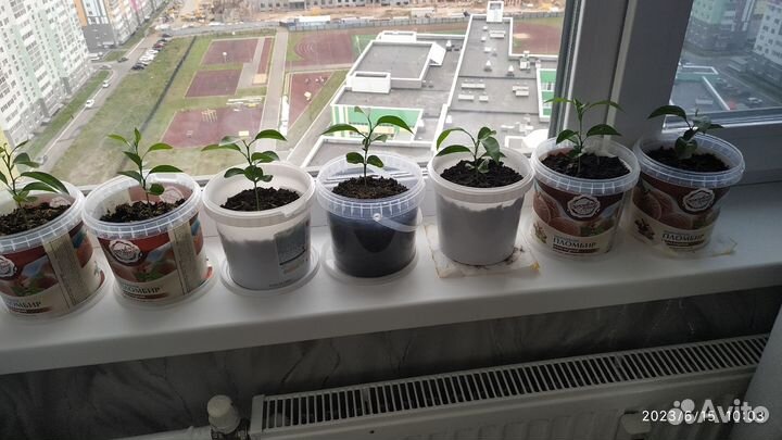 Саженцы мандарина