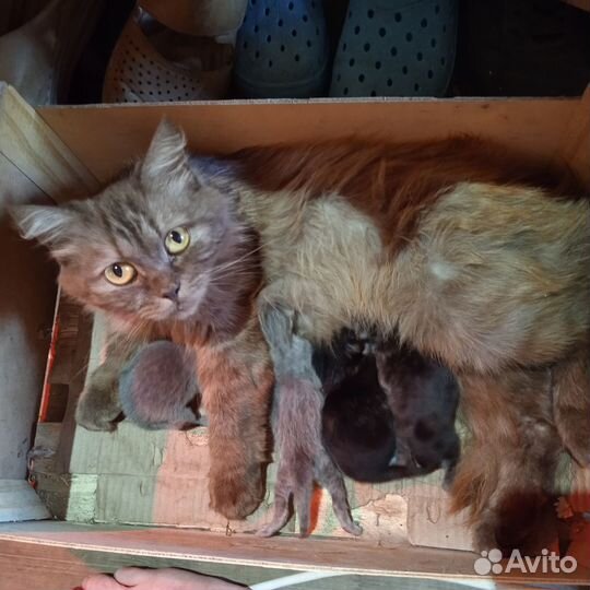 Котята отдам бесплатно