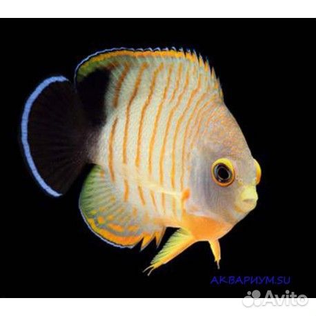 Золотая рыбка в аквариуме