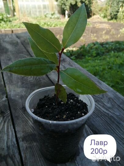 Лавр