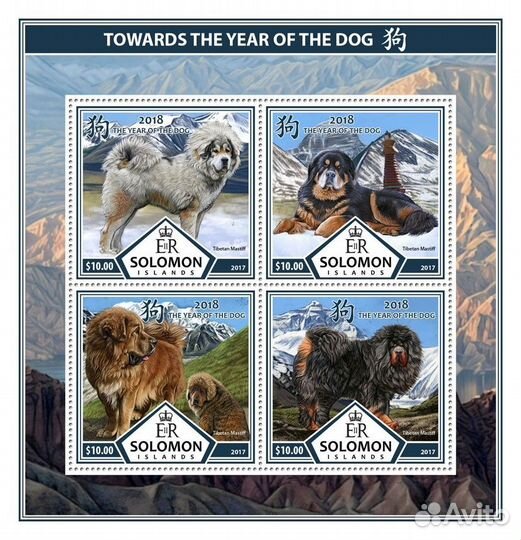 Соломоновы о-ва, 2017. (slm17325) Фауна, собаки (м