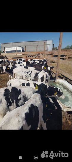 Бычки телята