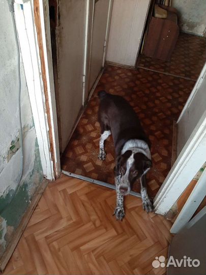 Собака