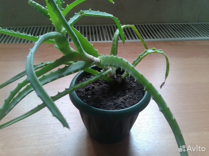 Цветы комнатные