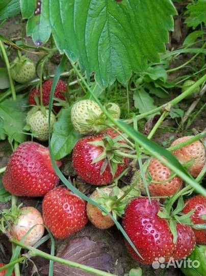 Малина, клубника, земляника, смородина, ежевика