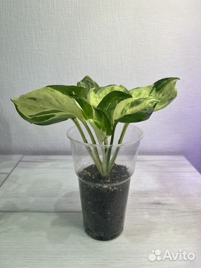 Комнатные растения цветы