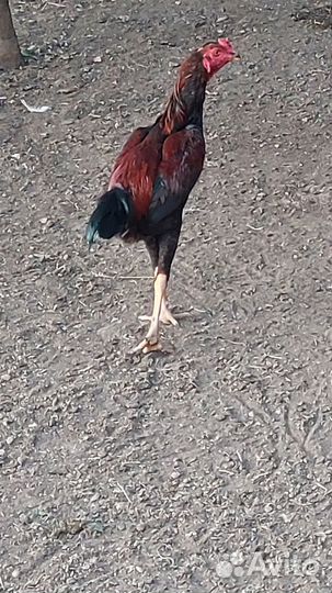 Петухи ухейилюй и Дакан