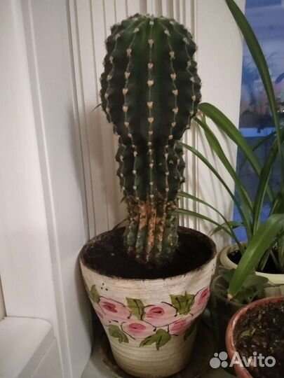 Комнатные цветы