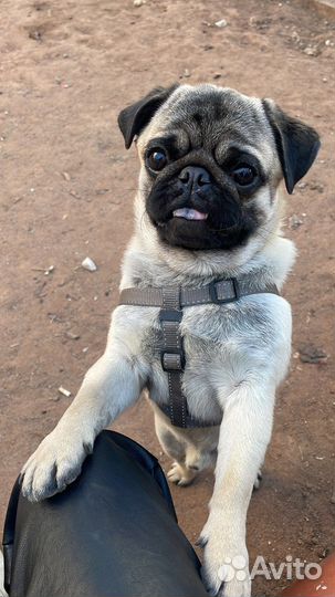 Мопс вязка мальчик